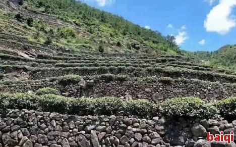 洞庭湖產什么茶