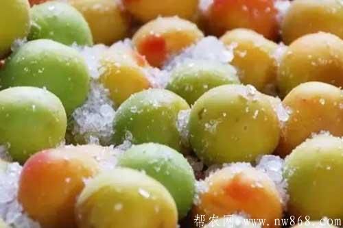 介紹幾種梅制品的品種及加工技術(shù)