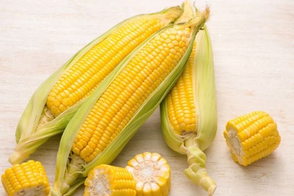 一根玉米熱量 一根玉米熱量是多少 一根玉米的熱量相當于幾碗米飯