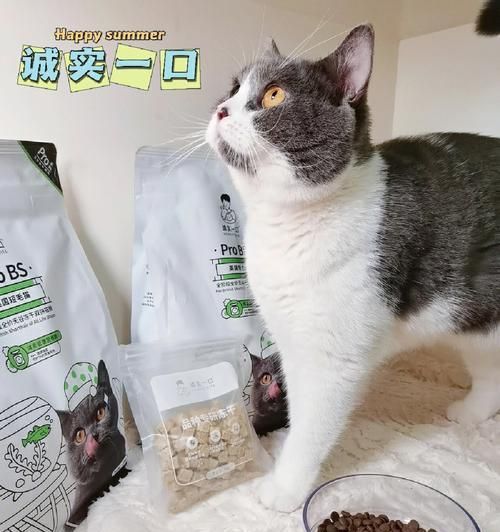 猫咪夜里需要吃猫粮吗？（揭秘猫咪夜间进食的真相，了解宠物健康饮食的重要性）