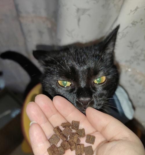 猫咪夜里需要吃猫粮吗？（揭秘猫咪夜间进食的真相，了解宠物健康饮食的重要性）