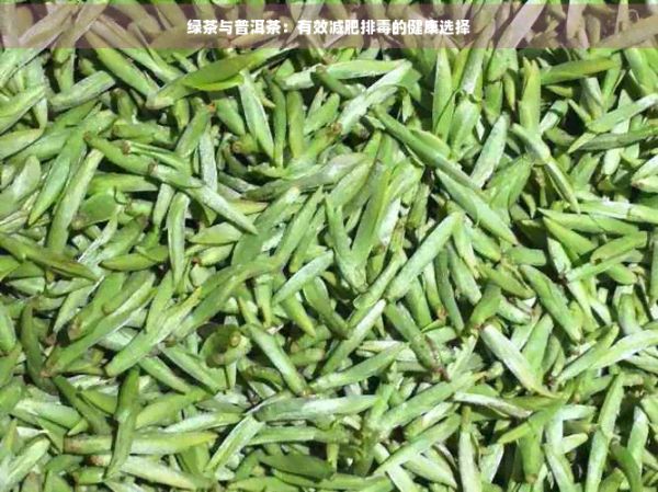 綠茶與普洱茶：有效減肥排的健康選擇