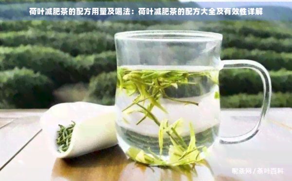 荷叶减肥茶的配方用量及喝法：荷叶减肥茶的配方大全及有效性详解