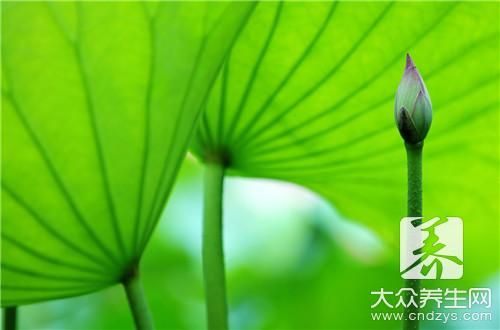 自制荷叶减肥茶配方