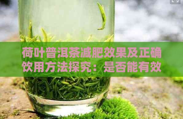 荷葉普洱茶減肥效果及正確飲用方法探究：是否能有效輔助減肥？