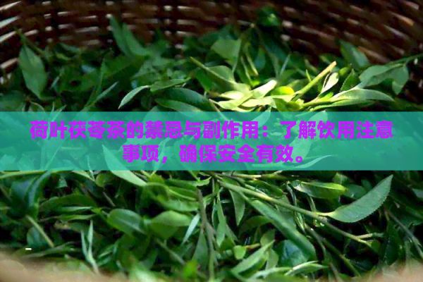 荷叶茯苓茶的禁忌与副作用：了解饮用注意事项，确保安全有效。