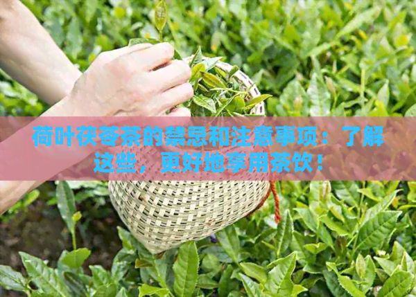 荷叶茯苓茶的禁忌和注意事项：了解这些，更好地享用茶饮！