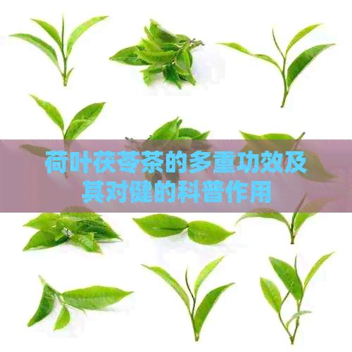 荷叶茯苓茶的多重功效及其对健的科普作用