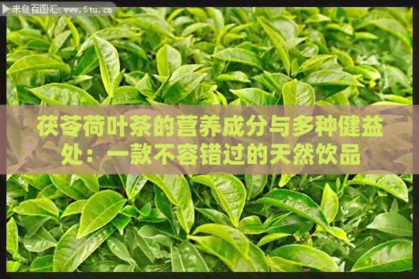 茯苓荷叶茶的营养成分与多种健益处：一款不容错过的天然饮品