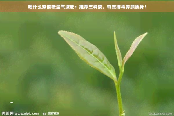 喝什么茶能祛濕氣減肥：推薦三種茶，有效排養(yǎng)顏瘦身！