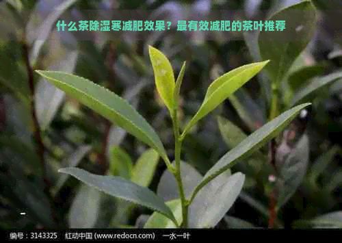 什么茶除濕寒減肥效果？最有效減肥的茶葉推薦