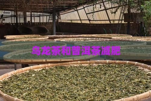 烏龍茶和普洱茶減肥
