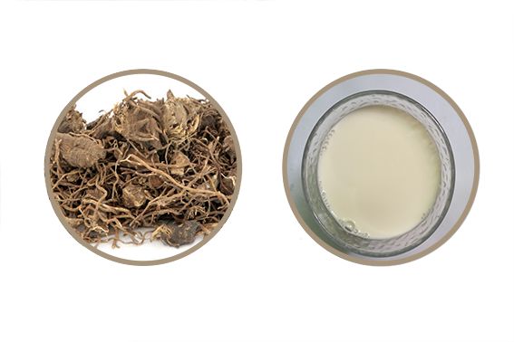 牛奶樹(shù)根的功效與作用