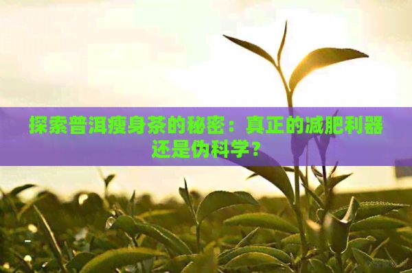 探索普洱瘦身茶的秘密：真正的減肥利器還是偽科學？