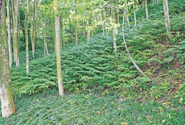 樂昌龍山林場林下中藥材種植春砂仁 、麥冬(1661367)-20230629094510