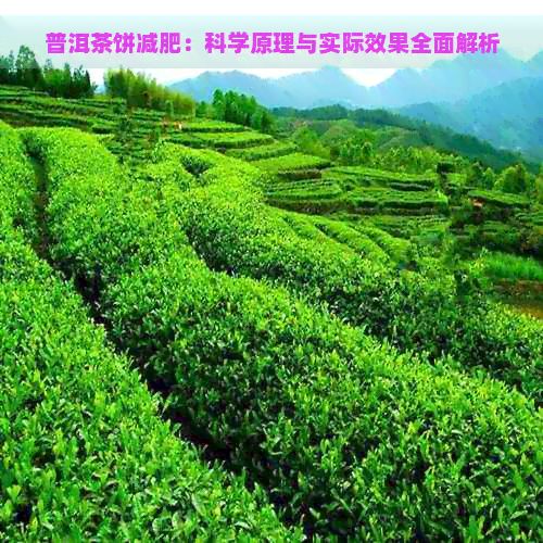 普洱茶饼减肥：科学原理与实际效果全面解析