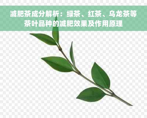 減肥茶成分解析：綠茶、紅茶、烏龍茶等茶葉品種的減肥效果及作用原理