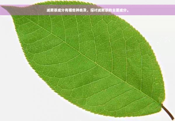 減肥茶成分有哪些種類及，探討減肥茶的主要成分。