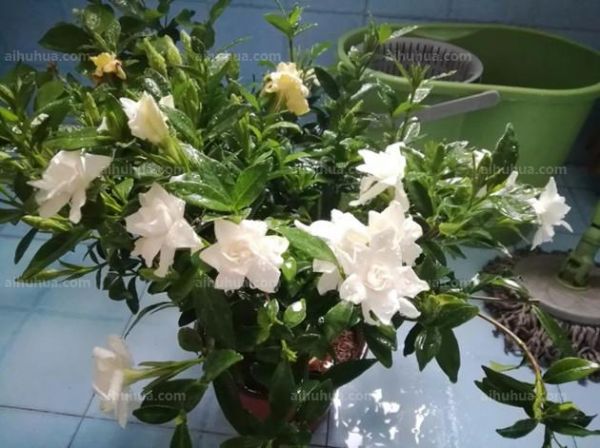 栀子花