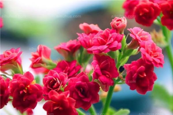 长寿花