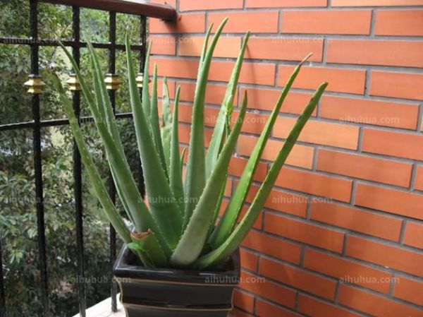 芦荟