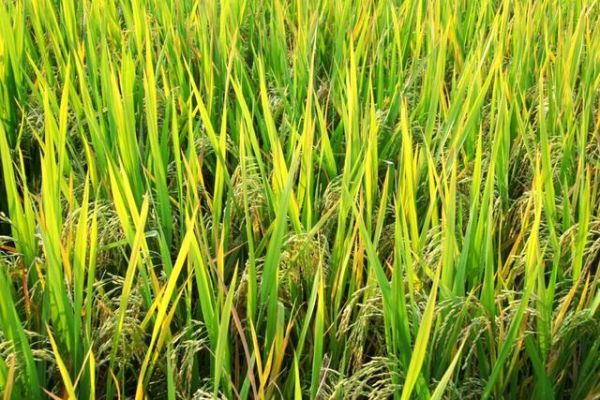 菜吧：不使用化學(xué)除草劑，有機農(nóng)業(yè)如何防治雜草？