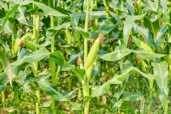 菜吧：不使用化學(xué)除草劑，有機農(nóng)業(yè)如何防治雜草？