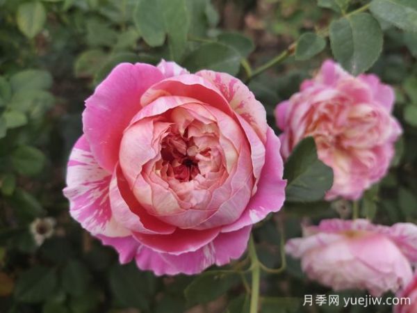 推薦4款歐月月季，顏值擔(dān)當(dāng)，抗病好養(yǎng)(圖1)