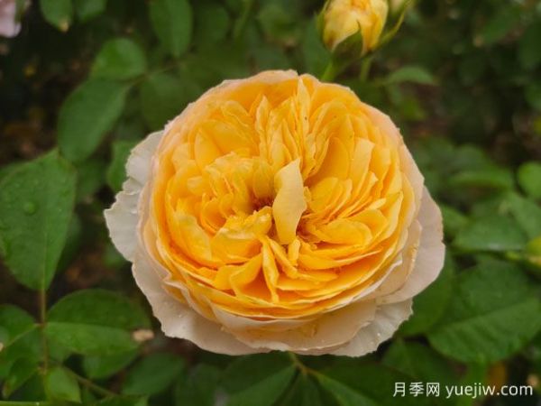 推薦4款歐月月季，顏值擔(dān)當(dāng)，抗病好養(yǎng)(圖3)