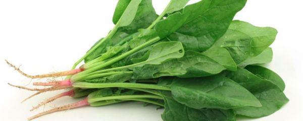 春季養(yǎng)生必備 春季養(yǎng)生吃什么好 春季養(yǎng)生食物推薦