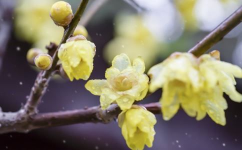 老人春季養(yǎng)生吃什么 老人春季養(yǎng)生 適合老人養(yǎng)生的食譜