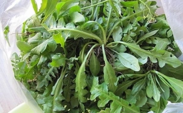 荠菜属于发物吗？吃荠菜的注意事项有哪些？(1)