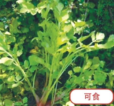 水芹菜（可食）