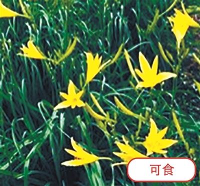 黃花菜（可食）