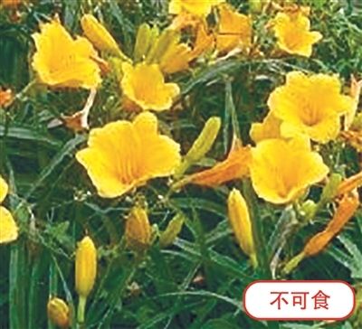 萱草（有毒）