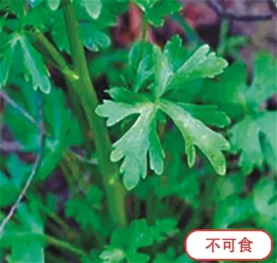 石龍芮（有毒）