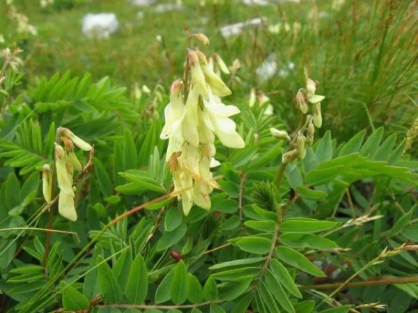 【本草】你體虛了嗎？快讓草本界的高個(gè)子來(lái)幫忙