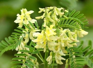 【本草】你體虛了嗎？快讓草本界的高個(gè)子來(lái)幫忙