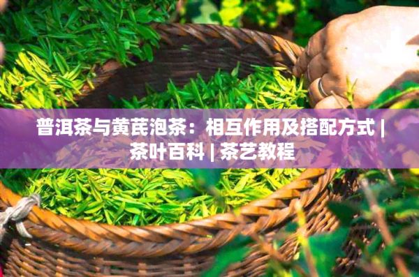 普洱茶與黃芪泡茶：相互作用及搭配方式 | 茶葉百科 | 茶藝教程