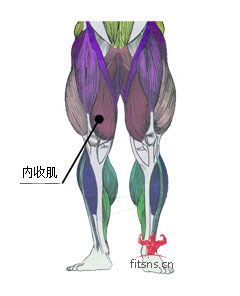 內(nèi)收肌
