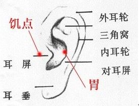 耳部穴位圖