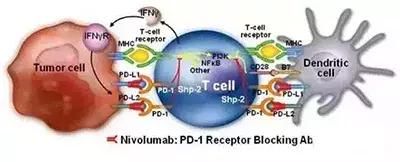 處理PD-1藥物副作用攻略大全