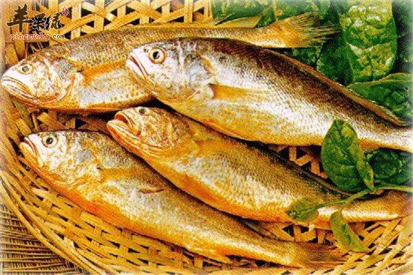 黃花魚3.jpg