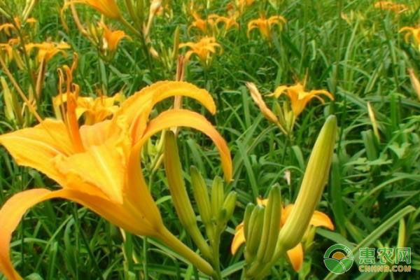 黃花菜的常見病蟲害及防治方法-圖片版權(quán)歸惠農(nóng)網(wǎng)所有