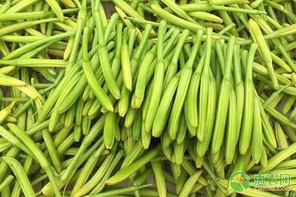 黃花菜的常見病蟲害及防治方法-圖片版權(quán)歸惠農(nóng)網(wǎng)所有