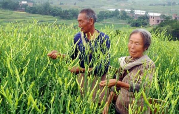 喜歡吃黃花菜就自己在家種，掌握這5個(gè)關(guān)鍵，自家吃放心還能存放