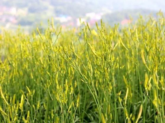喜歡吃黃花菜就自己在家種，掌握這5個(gè)關(guān)鍵，自家吃放心還能存放