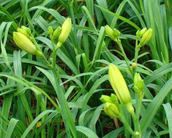 喜歡吃黃花菜就自己在家種，掌握這5個(gè)關(guān)鍵，自家吃放心還能存放