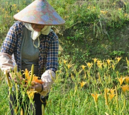 喜歡吃黃花菜就自己在家種，掌握這5個(gè)關(guān)鍵，自家吃放心還能存放