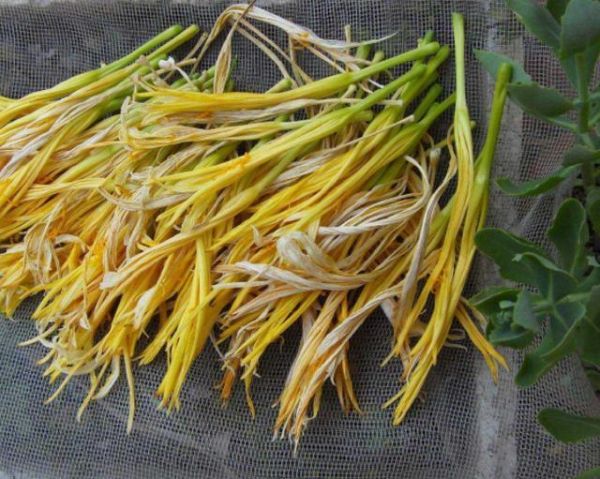 喜歡吃黃花菜就自己在家種，掌握這5個(gè)關(guān)鍵，自家吃放心還能存放